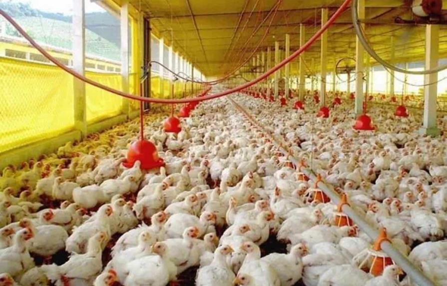 Avicultores garantizan producción suficiente de pollos para el país y franquicias