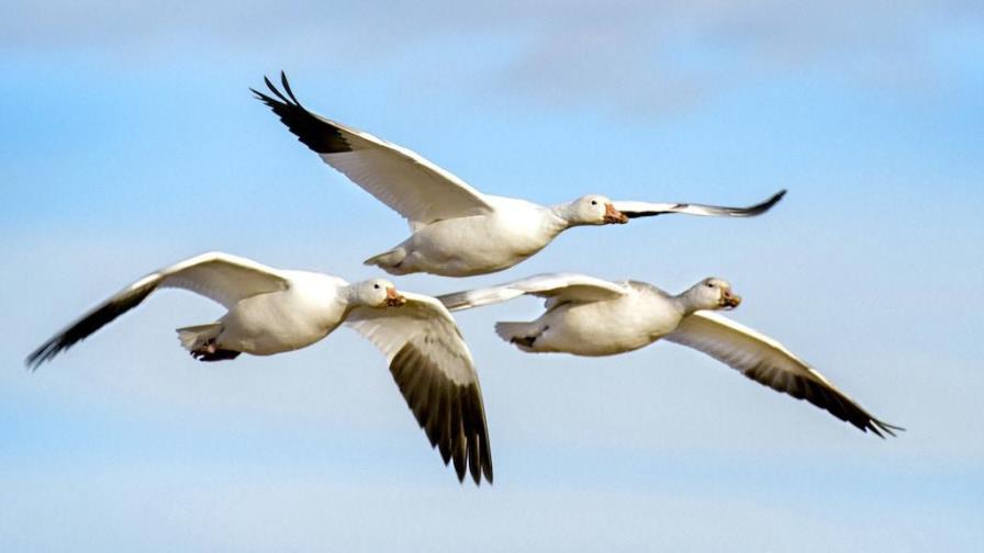 Cómo obtuvieron las alas los pájaros