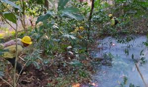 Quema para crear conucos es la causa de los fuegos forestales