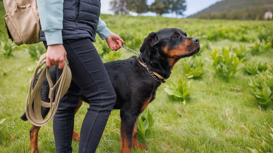Paseando el rottweiler Paseando el rottweiler