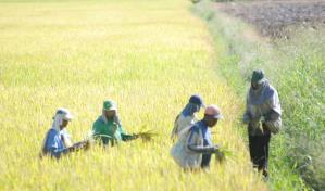 Arroceros valoran el apoyo del presidente Abinader ante próxima desgravación en el DR-Cafta