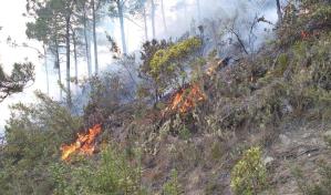 Se sigue propagando incendio forestal en Parque Nacional Valle Nuevo