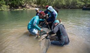 Muere manatí Pepe en La Romana tras heridas causadas por embarcación