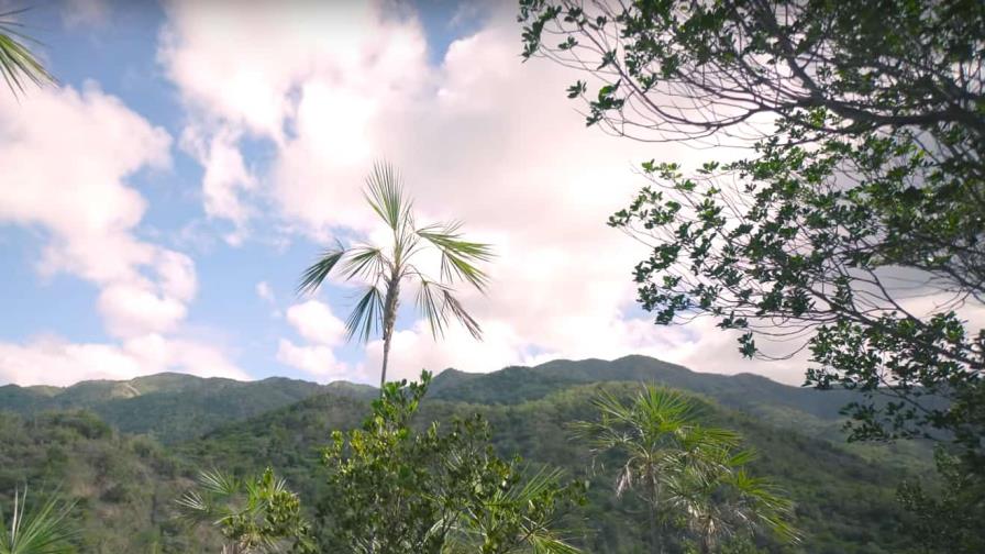 La EcoRuta: Una nueva palma dominicana para la ciencia La EcoRuta: Una nueva palma dominicana para la ciencia