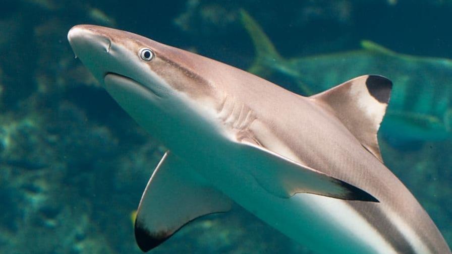 Hallan restos de un hombre en vísceras de un tiburón en Argentina