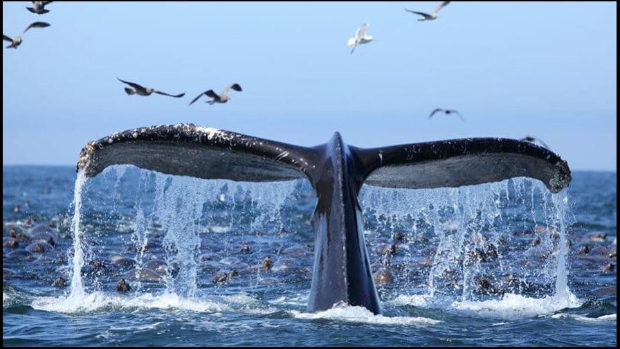 República Dominicana será sede de congreso internacional para conservación de ballenas