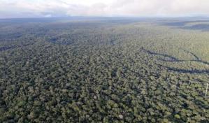 La deforestación provoca la reducción de las precipitaciones en los trópicos