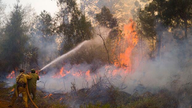 Incendios consumen 3,600 hectáreas y dañan especies en Cuba
