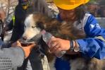 Rescatan a perro en Turquía tres semanas después de terremoto Rescatan a perro en Turquía tres semanas después de terremoto
