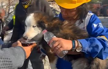Rescatan a perro en Turquía tres semanas después de terremoto