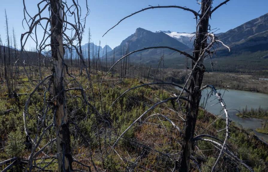 Incendios de bosques boreales, un fenómeno creciente que aumenta el cambio climático