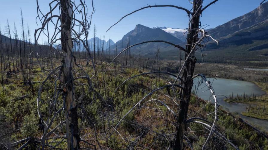 Incendios de bosques boreales, un fenómeno creciente que aumenta el cambio climático