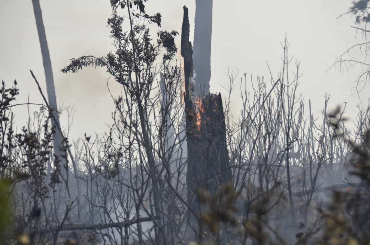 Las autoridades estiman que son miles las tareas de boscosa devastadas. 