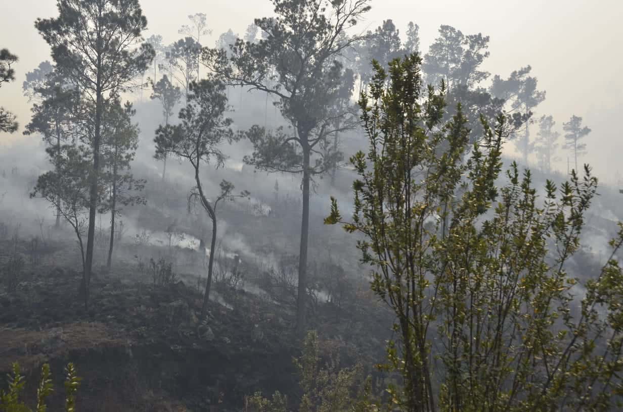 El incendio se registró el pasado fin de semana. 