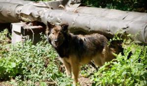 Los perros de Chernóbil podrían ser genéticamente distintos por la radiación
