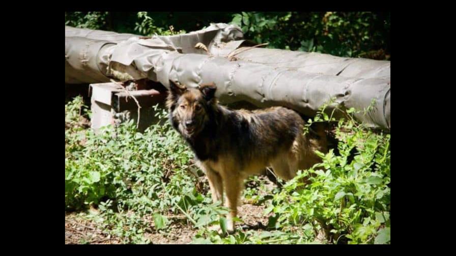 Los perros de Chernóbil podrían ser genéticamente distintos por la radiación