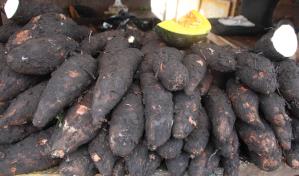 Puertorrique&ntilde;o intent&oacute; ingresar contrabando de naranjas, yaut&iacute;a, yuca, tayota, manzanas y jengibre a RD