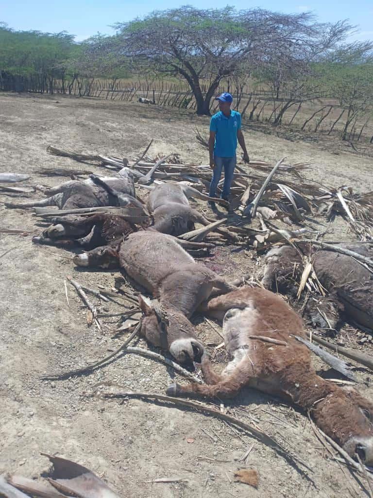 Apresan a dueño de finca por envenenamiento de 10 burros en Santiago Rodríguez