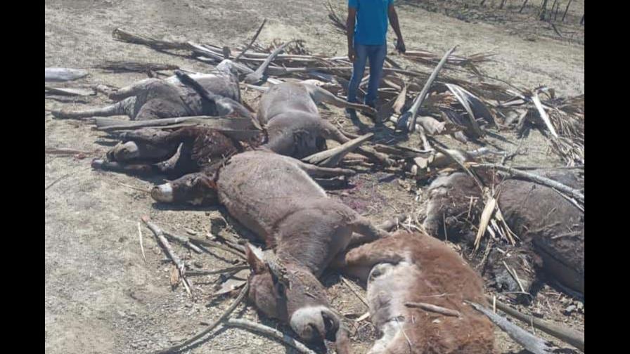 Apresan a dueño de finca por envenenamiento de 10 burros en Santiago Rodríguez