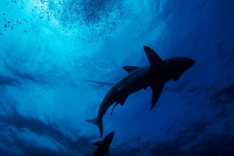 Un dúo de orcas asesinas siembra el terror entre los tiburones de Sudáfrica