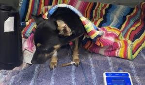 Bomberos del DN rescatan perrita que cayó al mar por la  autopista 30 de Mayo