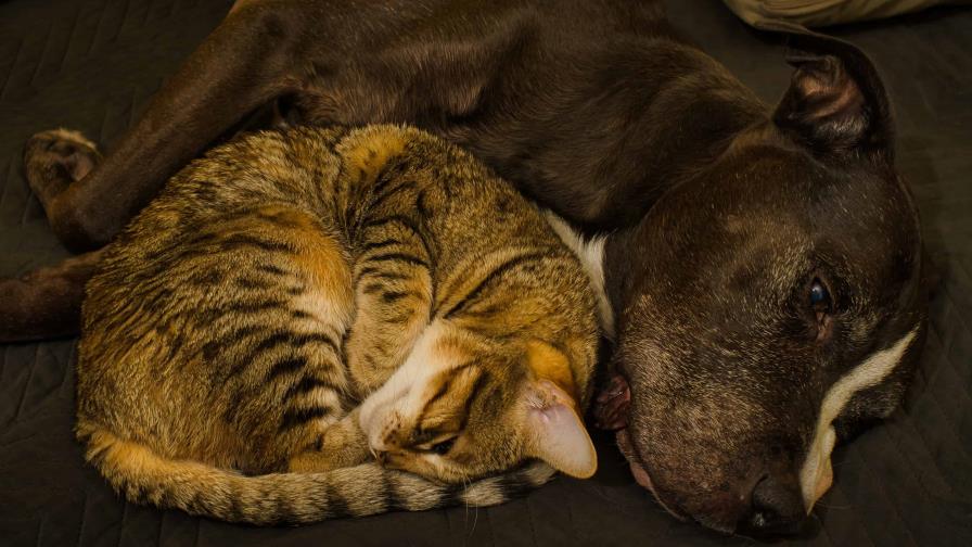 Mi gata no entra en celo