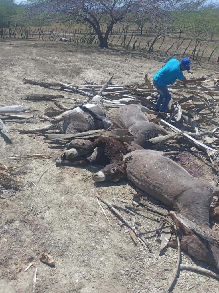 Animales muertos por el fuego en Valle Nuevo.