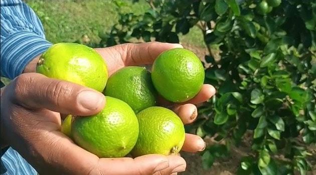 Limones dominicanos llegan a mercados de Estados Unidos y de Europa