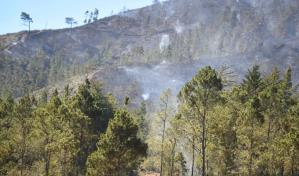 Tetra Pak impulsa envases con cartón certificado para proteger los bosques