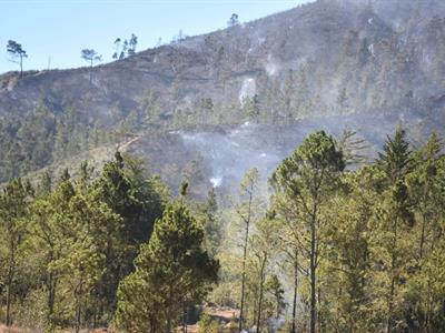 El valor invisible de los bosques dominicanos más allá de la sombra
