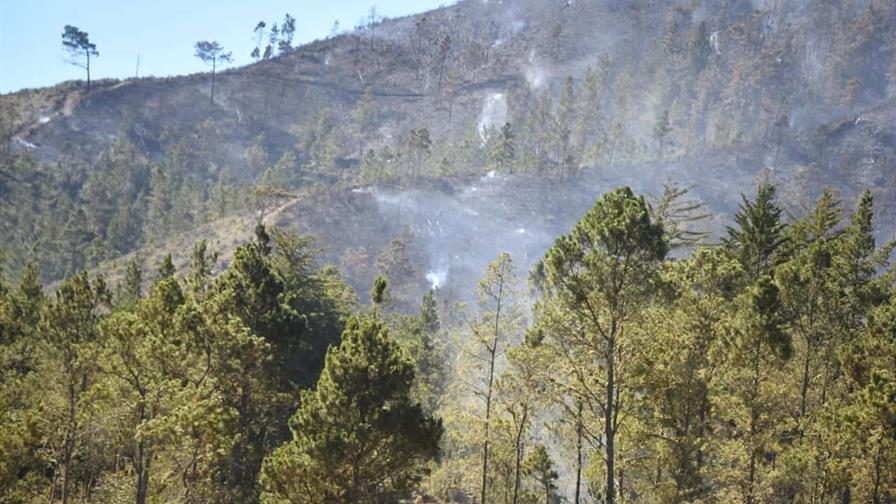 Tetra Pak impulsa envases con cartón certificado para proteger los bosques