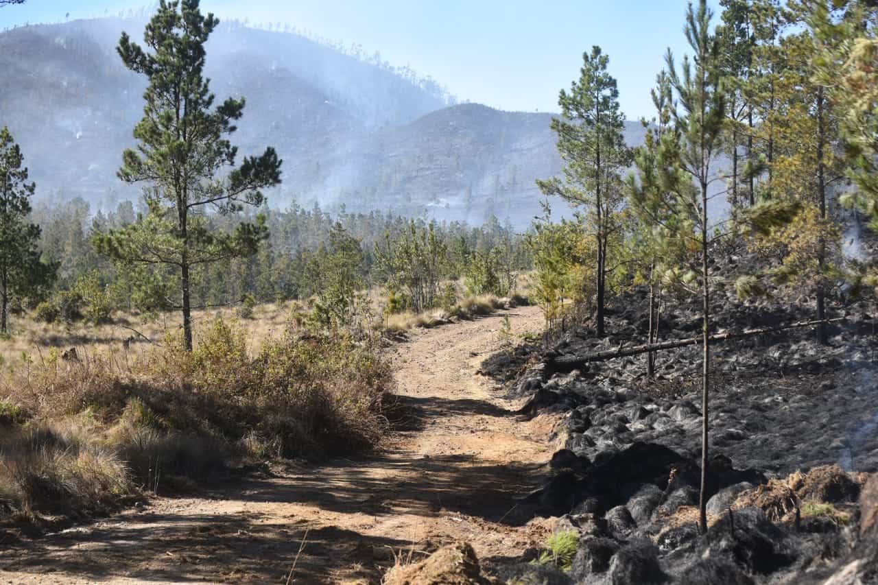 En la carretera principal de Valle Nuevo la zona está quemada de un lado, mientras el otro permanece intacto.