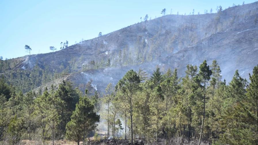 Academia de Ciencias estima tardará de 15 a 30 años recuperar bosque de Valle Nuevo