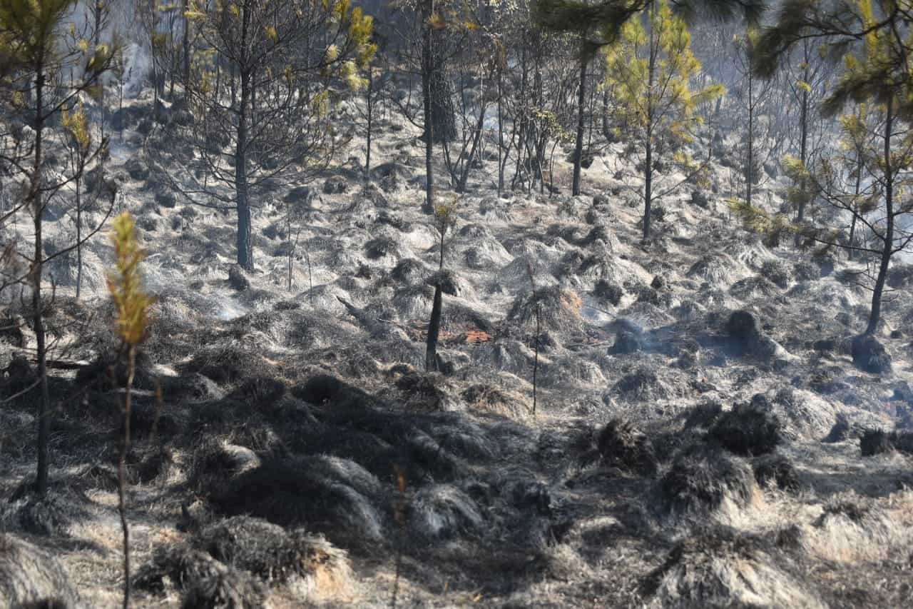 Parte de las zonas afectadas por el fuego forestal.