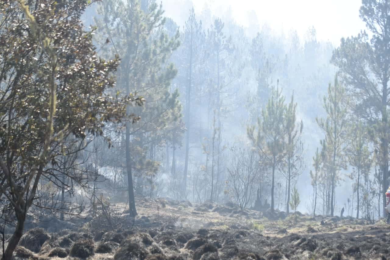 Gerónimo Abreu, jefe de los bomberos forestales, explicó que los troncos quemados seguirán humeando por varios días.