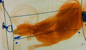 Encuentran un gato vivo en el equipaje de mano de un pasajero