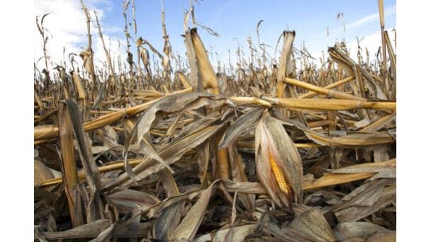Producción de comida podría agravar calentamiento para 2100