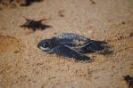 Inicia en República Dominicana la temporada de tortugas tinglar