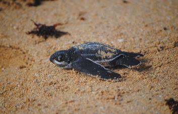 Inicia en República Dominicana la temporada de tortugas tinglar