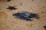 Gobierno establece veda por 10 años de las tortugas verde, carey, guacamo y tinglar Gobierno establece veda por 10 años de las tortugas verde, carey, guacamo y tinglar