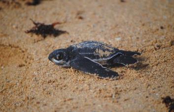 Gobierno establece veda por 10 años de las tortugas verde, carey, guacamo y tinglar Gobierno establece veda por 10 años de las tortugas verde, carey, guacamo y tinglar