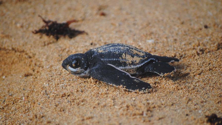 Inicia en República Dominicana la temporada de tortugas tinglar