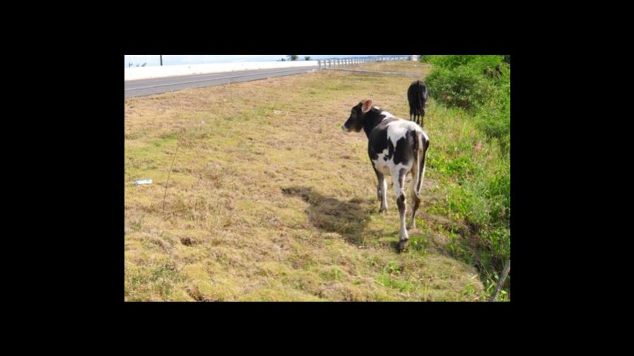 Ganaderos dominicanos cruzan a Haití y recuperen parte de animales robados en Dajabón