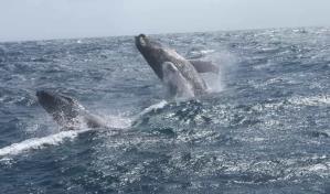 Date un viaje a la temporada de ballenas en Saman&aacute;