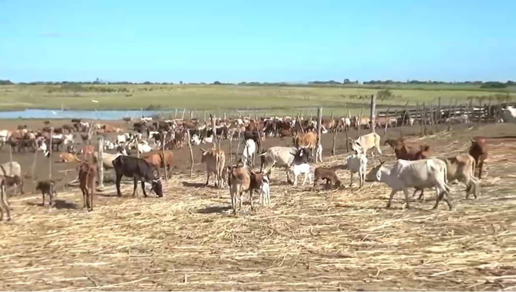 El ganado requiere agua suficiente y comida para mantener productividad.&nbsp;