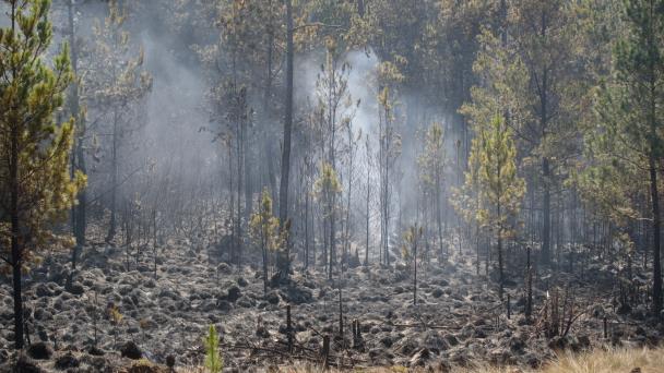 Imponen garantía económica y presentación periódica a hombre provocó incendio en Valle Nuevo