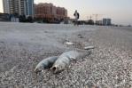 Marea roja deja miles de peces muertos y eventos cancelados en Florida Marea roja deja miles de peces muertos y eventos cancelados en Florida