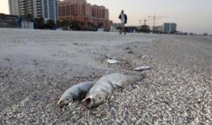 Marea roja deja miles de peces muertos y eventos cancelados en Florida