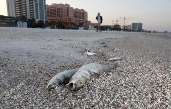 Marea roja deja miles de peces muertos y eventos cancelados en Florida