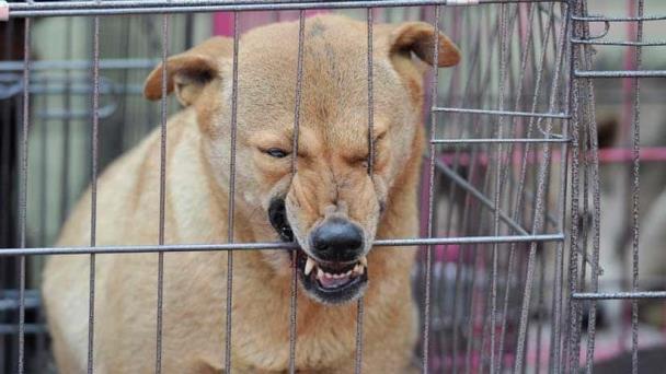 Mueren dos hermanos menores por supuesto ataque de perros callejeros en India